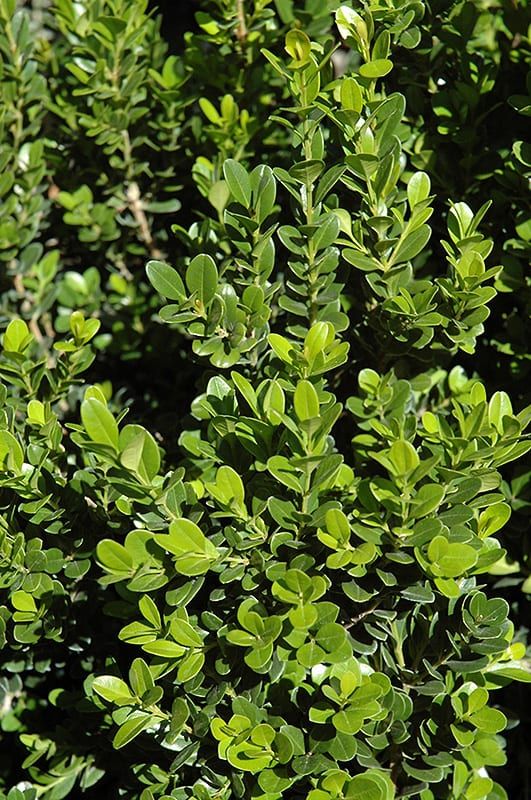 Boxwood Baby Gem™- 1 Gallon
