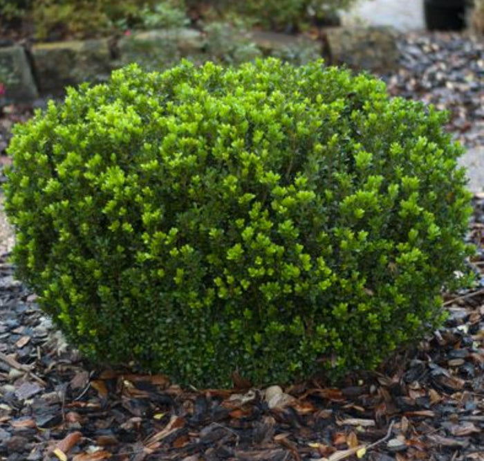 Boxwood Baby Gem™- 1 Gallon
