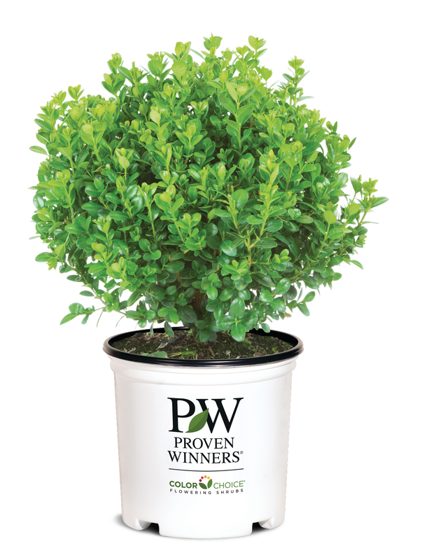 Boxwood Sprinter®- 1 Gallon
