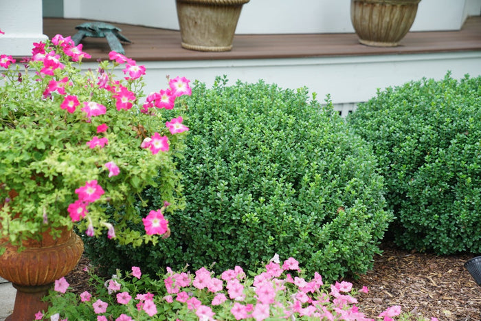 Boxwood Sprinter®- 1 Gallon