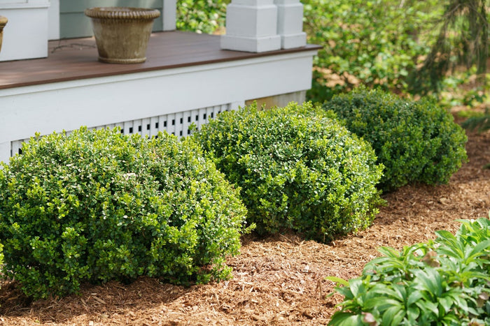 Boxwood Sprinter®- 1 Gallon
