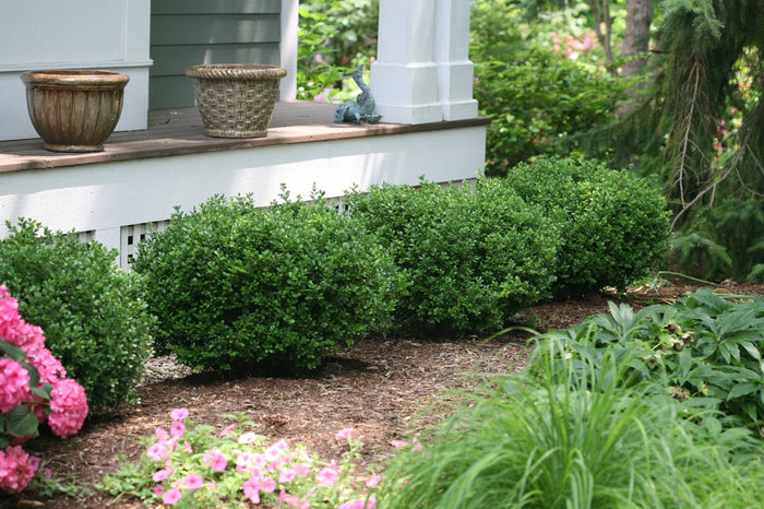 Boxwood Sprinter®- 1 Gallon