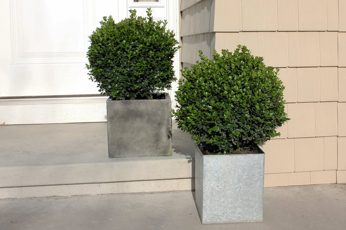 Boxwood Sprinter®- 1 Gallon