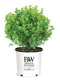 Boxwood Sprinter®- 2 Gallon