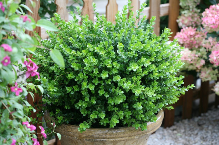 Boxwood Sprinter®- 2 Gallon