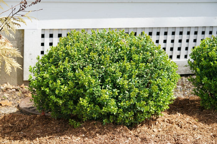Boxwood Sprinter®- 2 Gallon