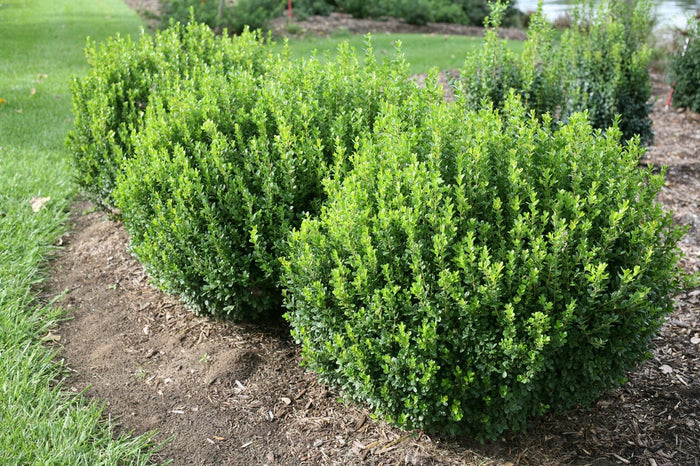 Boxwood Sprinter®- 2 Gallon
