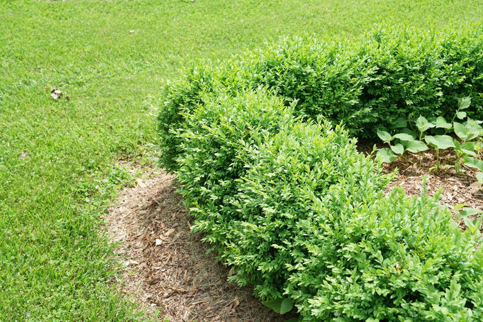 Boxwood Sprinter®- 2 Gallon