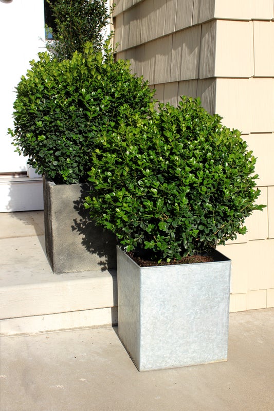 Boxwood Sprinter®- 2 Gallon