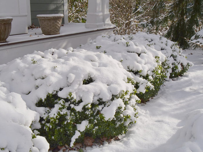 Boxwood Sprinter®- 2 Gallon