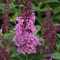 Buddleia Butterfly Bush Chrysalis™ Pink - 2 Gallon