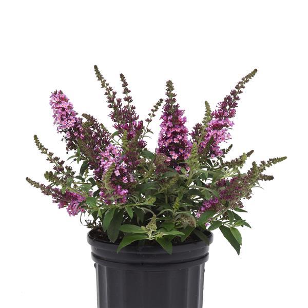 Buddleia Butterfly Bush Chrysalis™ Pink - 2 Gallon