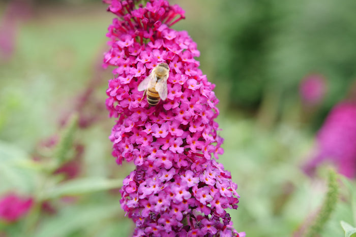 Buddleia Butterfly Bush Miss Molly - 2 Gallon