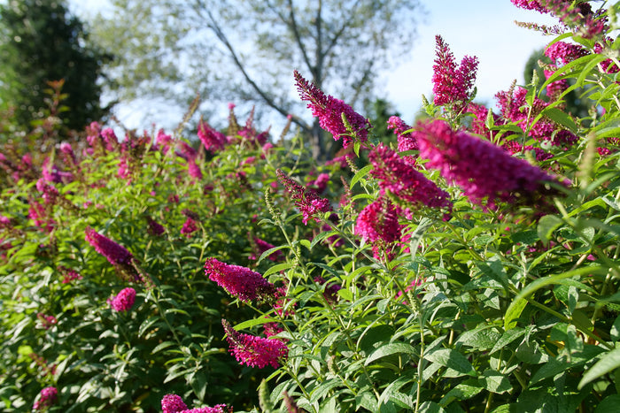 Buddleia Butterfly Bush Miss Molly - 2 Gallon
