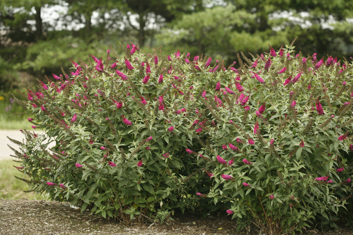 Buddleia Butterfly Bush Miss Molly - 2 Gallon