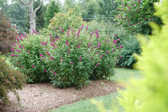 Buddleia Butterfly Bush Miss Molly - 2 Gallon