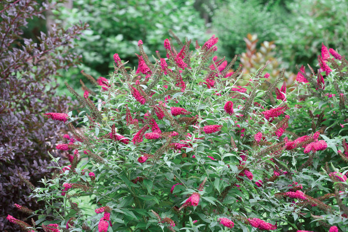 Buddleia Butterfly Bush Miss Molly - 2 Gallon