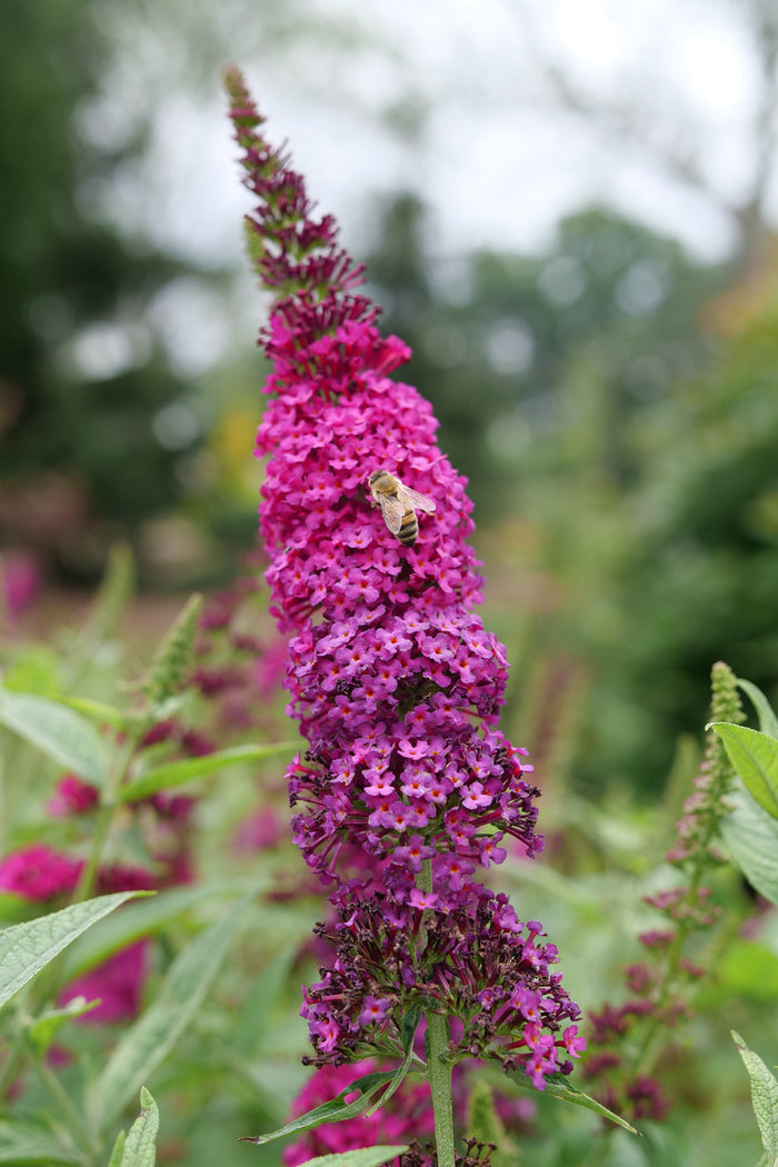 Buddleia Butterfly Bush Miss Molly - 2 Gallon