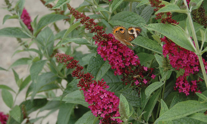Buddleia Butterfly Bush Miss Molly - 2 Gallon