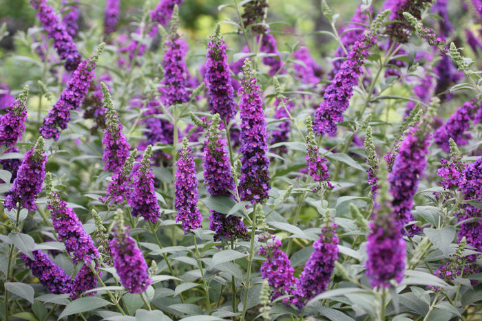 Buddleia Butterfly Bush Miss Violet - 2 Gallon
