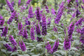 Buddleia Butterfly Bush Miss Violet - 2 Gallon