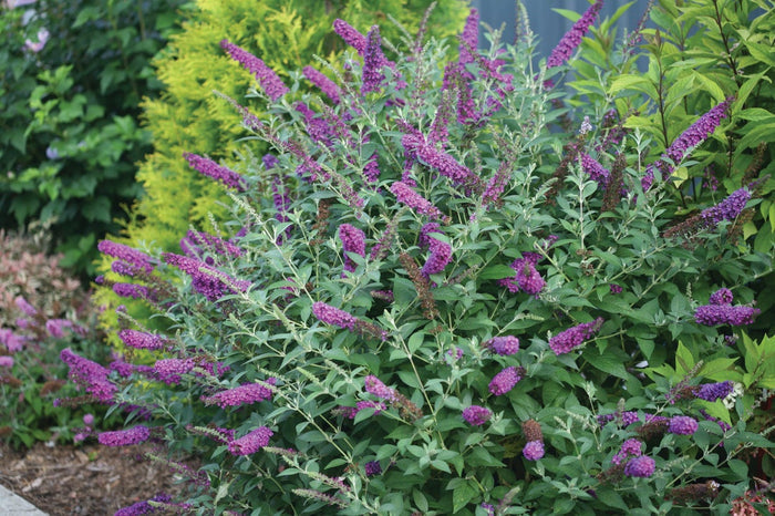 Buddleia Butterfly Bush Miss Violet - 2 Gallon