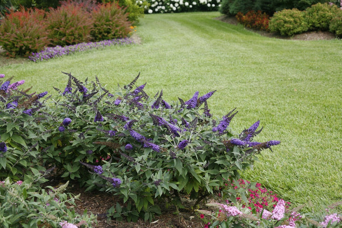 Buddleia Butterfly Bush Pugster Blue®  - 1 Gallon