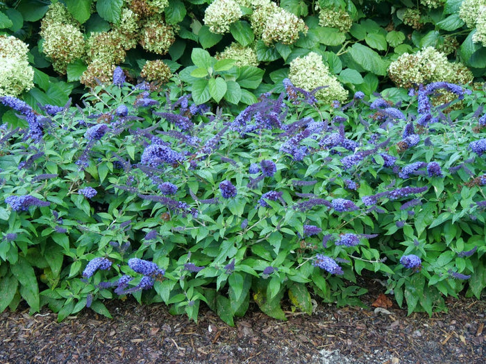 Buddleia Butterfly Bush Pugster Blue®  - 1 Gallon