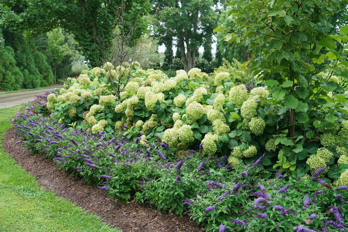 Buddleia Butterfly Bush Pugster Blue®  - 1 Gallon