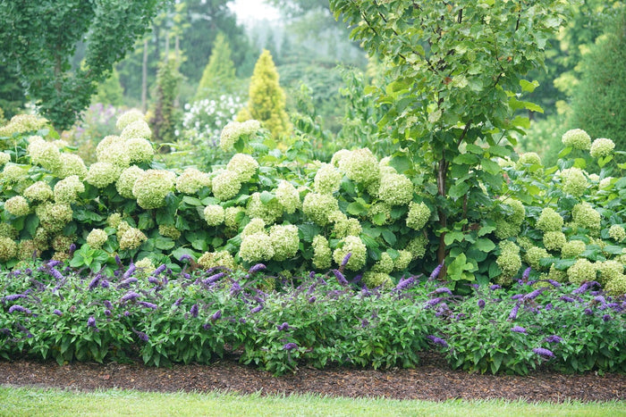 Buddleia Butterfly Bush Pugster Blue®  - 1 Gallon