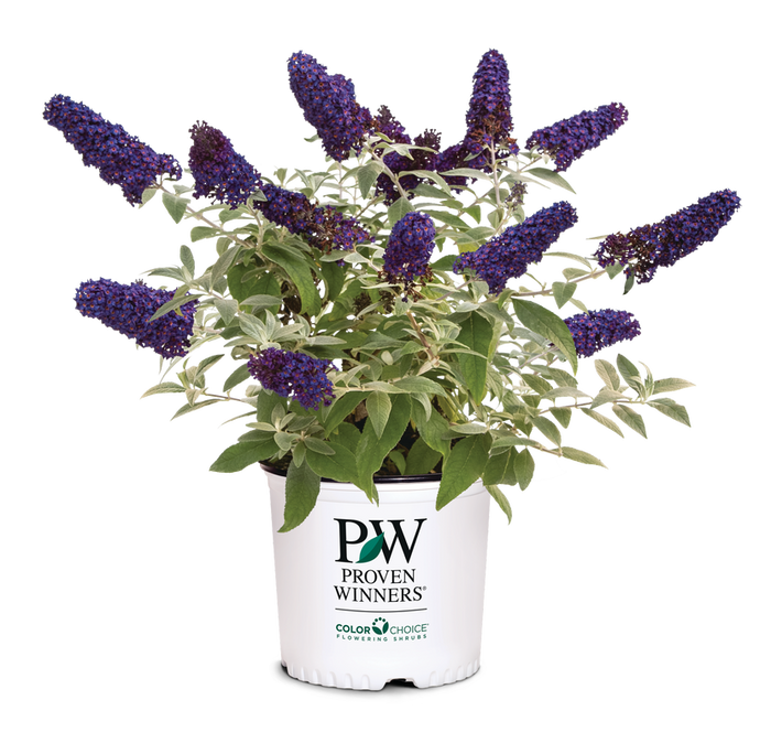 Buddleia Butterfly Bush Pugster® Blue  - 2 Gallon