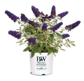 Buddleia Butterfly Bush Pugster® Blue  - 2 Gallon