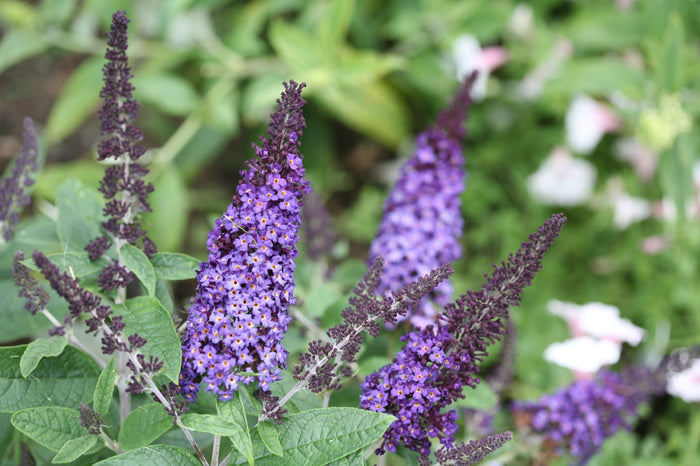 Buddleia Butterfly Bush Pugster® Blue  - 2 Gallon