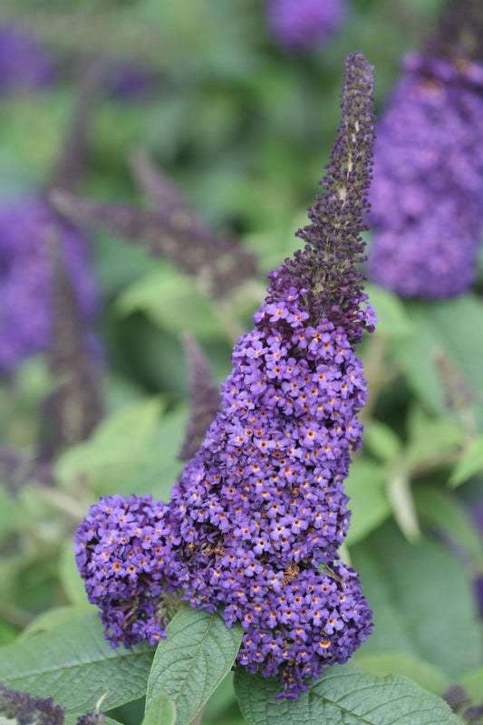 Buddleia Butterfly Bush Pugster® Blue  - 2 Gallon