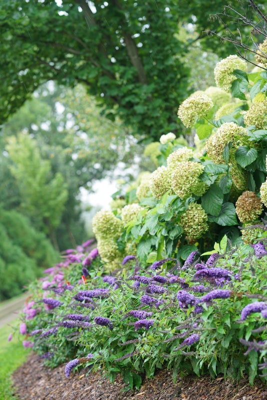 Buddleia Butterfly Bush Pugster® Blue  - 2 Gallon