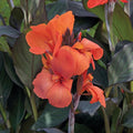 Canna Cannova® Bronze Orange - 1 Gallon