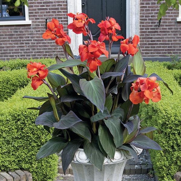 Canna Cannova® Bronze Orange - 1 Gallon
