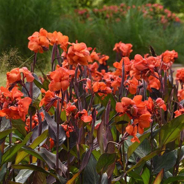Canna Cannova® Bronze Orange - 1 Gallon