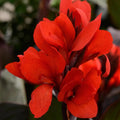 Canna Cannova® Bronze Scarlet - 1 Gallon