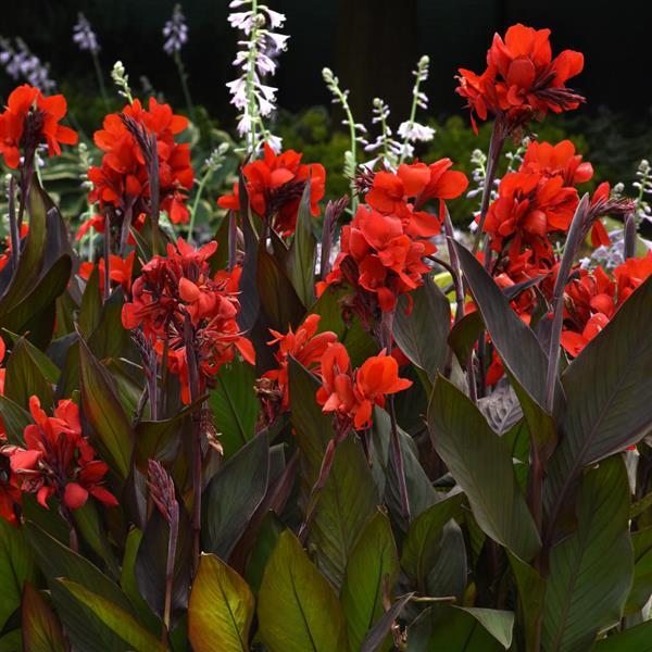 Canna Cannova® Bronze Scarlet - 1 Gallon