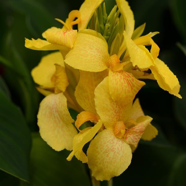 Canna Cannova® Yellow - 1 Gallon