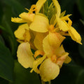 Canna Cannova® Yellow - 1 Gallon