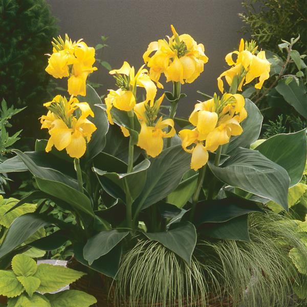 Canna Cannova® Yellow - 1 Gallon