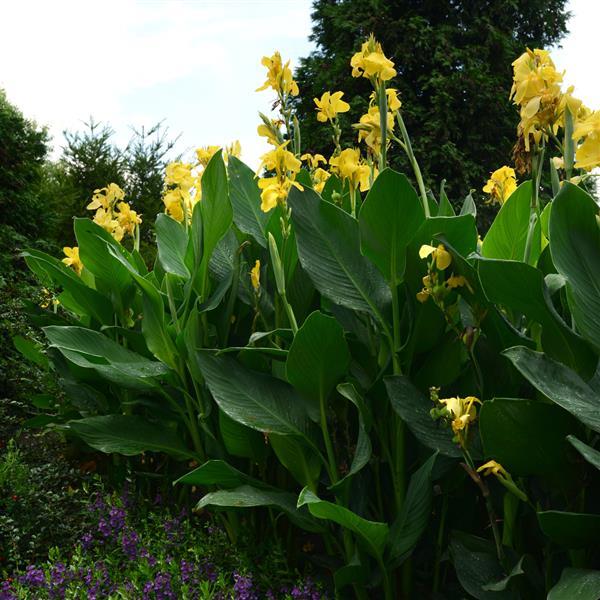 Canna Cannova® Yellow - 1 Gallon