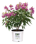 Chitalpa El Niño® Desert Orchid - 2 Gallon