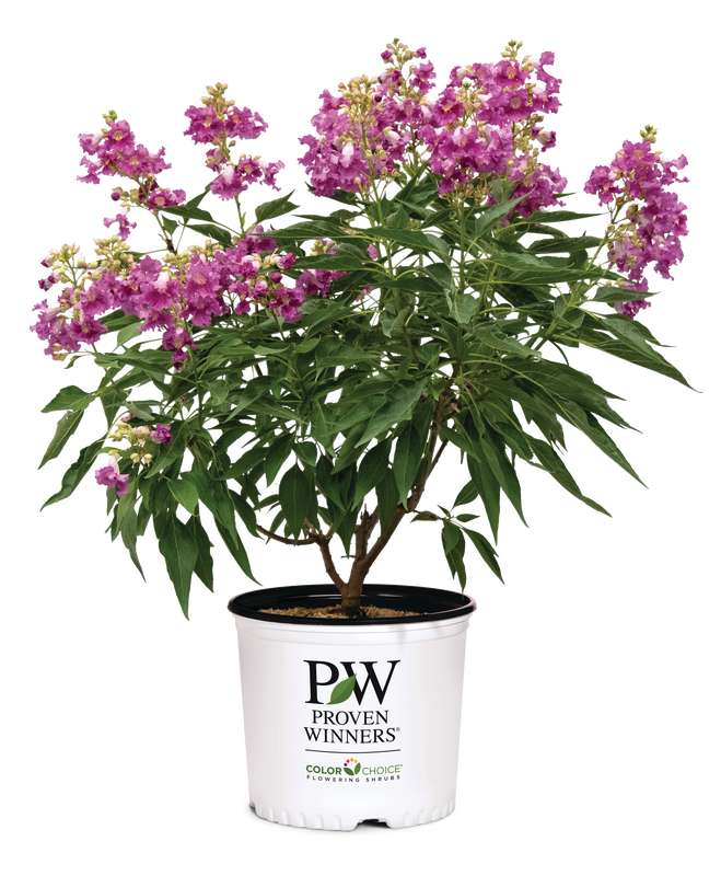 Chitalpa El Niño® Desert Orchid - 2 Gallon