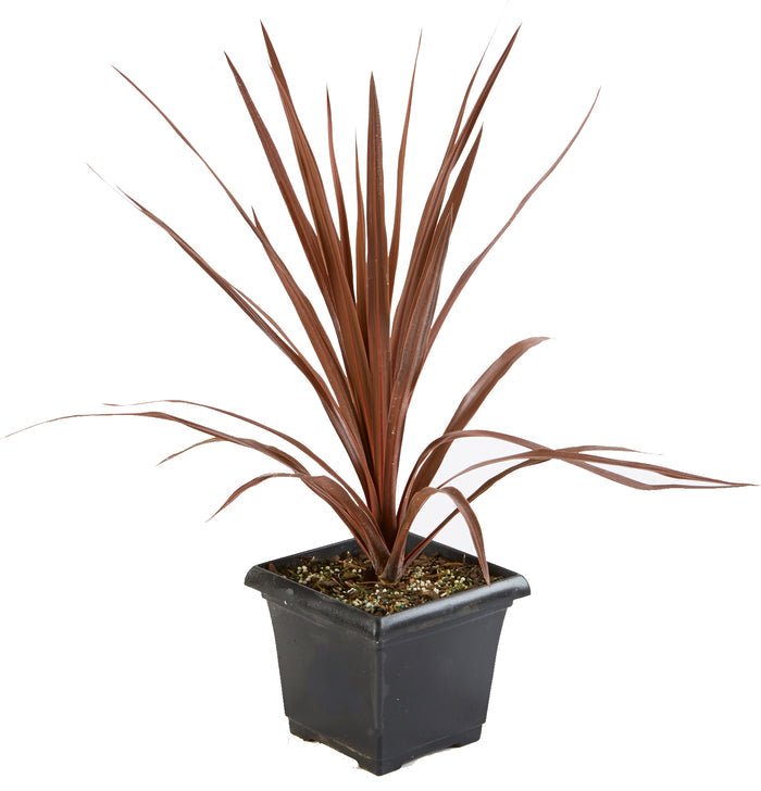 Cordyline Red Star - 1 Gallon/7in Deco