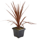 Cordyline Red Star - 1 Gallon/7in Deco