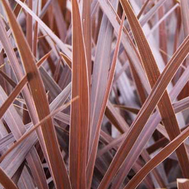 Cordyline Red Star - 1 Gallon/7in Deco