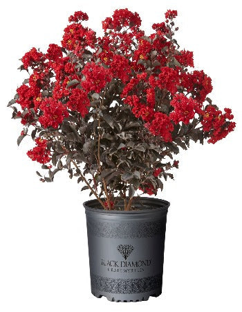 Crape Myrtle Black Diamond® Best Red™  - 2 Gallon